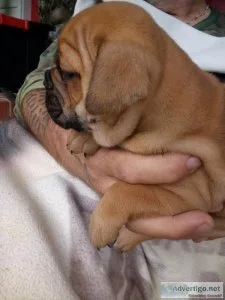 English Olde English Bulldog female puppies
