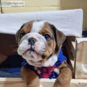 Beautiful English Bulldog Puppies