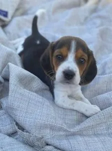 Perfect Male and Female Beagle Puppies
