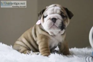 English Bulldog Puppies for Sale