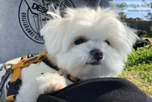 Maltese puppies available now