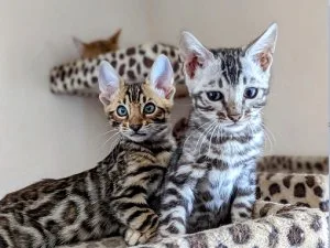 Bengal Kittens for Adoption