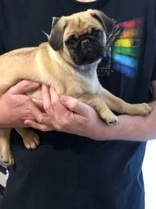 Fawn and Black Pug Puppies Available