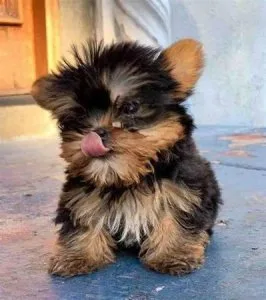 AKC Registered YORKIE Babies