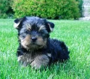 Adorable Yorkshire Terrier Puppies