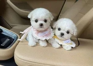 Bichon Frise Puppies (Male and Females Available) Ready to Go