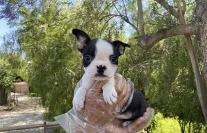 Boston Terrier Puppies