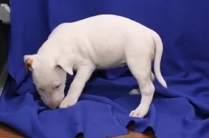 Amazing Bull-terrier Puppies.