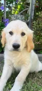 Golden Retriever Puppies (AKC)