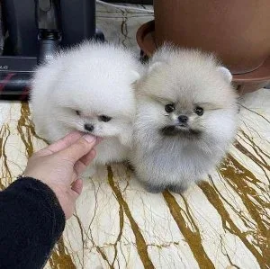 AKC Reg. Pomeranian Puppies Ready to Meet You Now