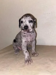 Great Dane puppies