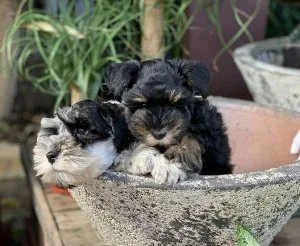 Miniature Schnauzers Puppies