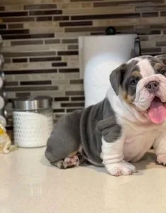 Healthy English Bulldog Puppies to Rehome