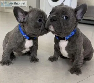 Blue French Bulldog Puppies for sale