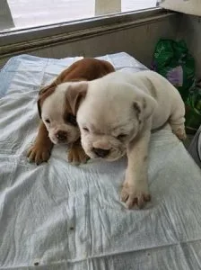 English Bulldog Pure Breed Puppies