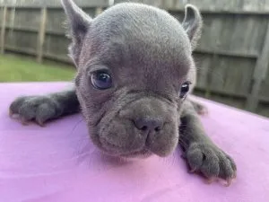 Blue Merle Brindle French Bulldog 10 weeks