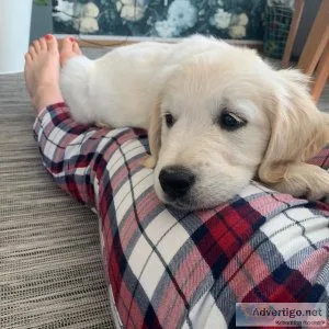 Golden Retriever Puppy