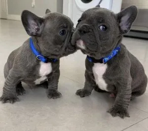 JJ French Bulldog Puppies for sale