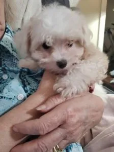 Cute and playful maltese puppies