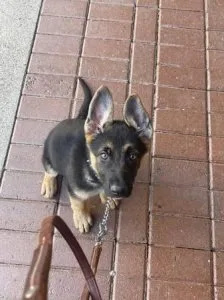 Male German Shepherd Puppies