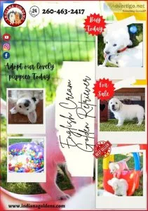 Adopt our no1 English cream Golden retriever-Indiana Goldens