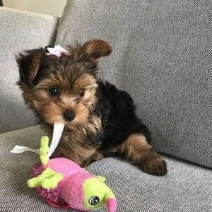 YORKIE PUPPIES FOR SALE
