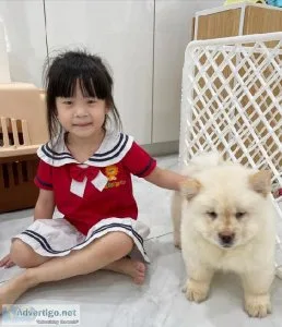 Chow Chow puppies
