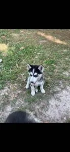 siberian husky puppies