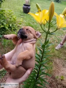 EnglishOlde English Bulldog male pups