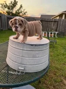 English bulldog puppies Ready