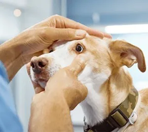 Vet clinic in Plano TX