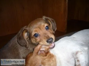 Beaubeau the Silky Wiener