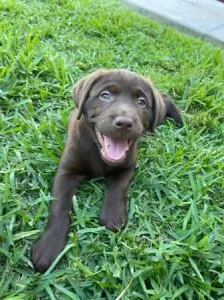 AKC English Labrador retriever puppies