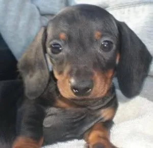 Rehoming Dachshund Puppies