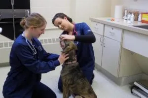 Animal Hospital in Jensen Beach and Hutchinson Island FL