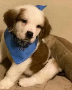 Male and Female Saint Bernard Puppies