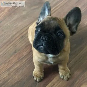 French Bulldog Puppies going fast