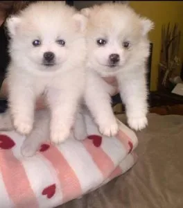 Male and Female Pomeranian Babies