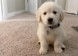Registered Golden Retriever Puppies