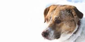 Veterinarian PETERBOROUGH and CAVAN MONAGHAN ON