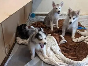 Rehoming Male and Female Pomsky Puppies