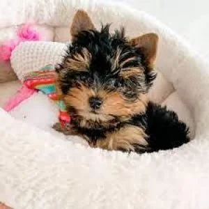  BEAUTIFULL TEACUP YORKIE PUPPIES FOR