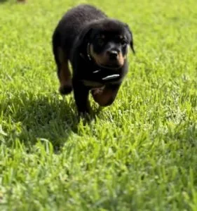 German Rottweiler puppies