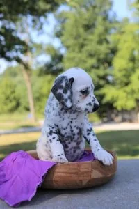 Black spotted dalmatians 10 weeks old