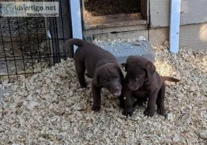 Chesapeake Bay Retriever Puppies For Sale
