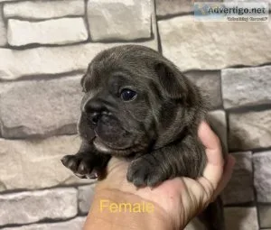 AKC French Bulldog Puppies