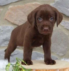 Labrador Retriever Puppies for Sale