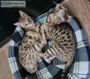 SSDAF bengal kittens available