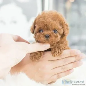 AKC Reg pedigree Toy poodle puppies
