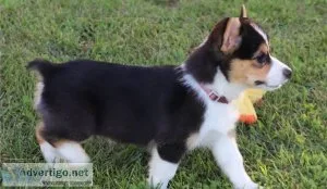 Pembroke Welsh Corgi Pups Ready Now